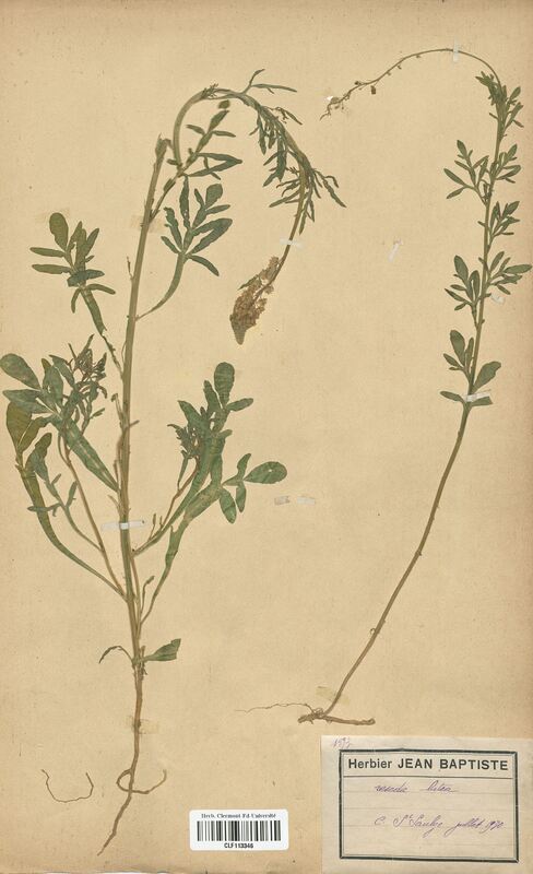 Reseda lutea (Resedaceae)