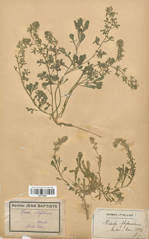 Reseda phyteuma (Resedaceae)
