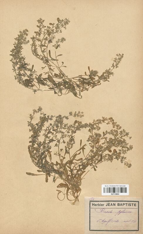 Reseda phyteuma (Resedaceae)