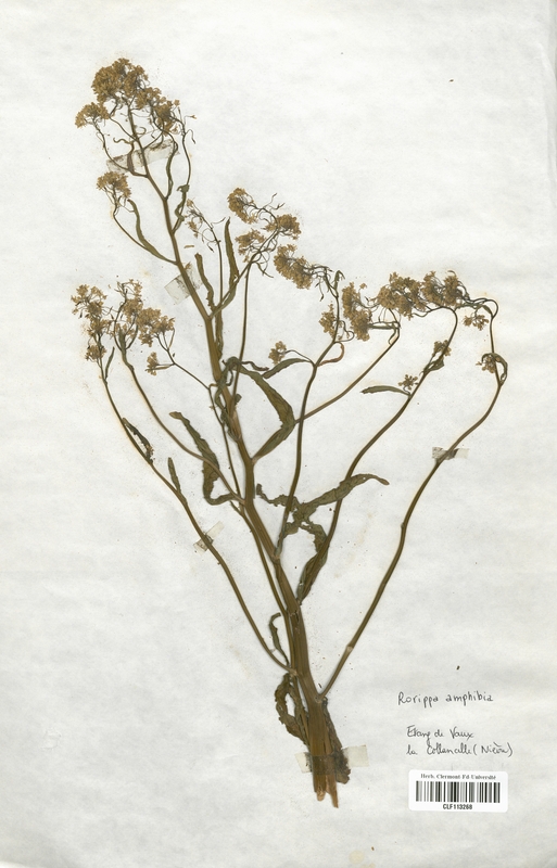 Rorippa amphibia (Brassicaceae)