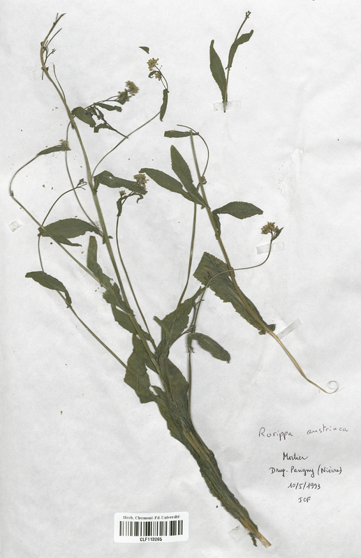 Rorippa austriaca (Brassicaceae)