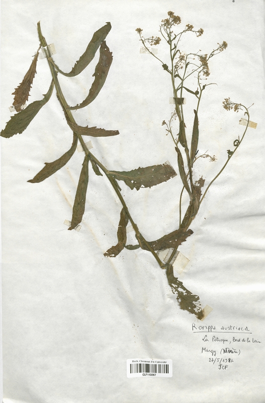 Rorippa austriaca (Brassicaceae)