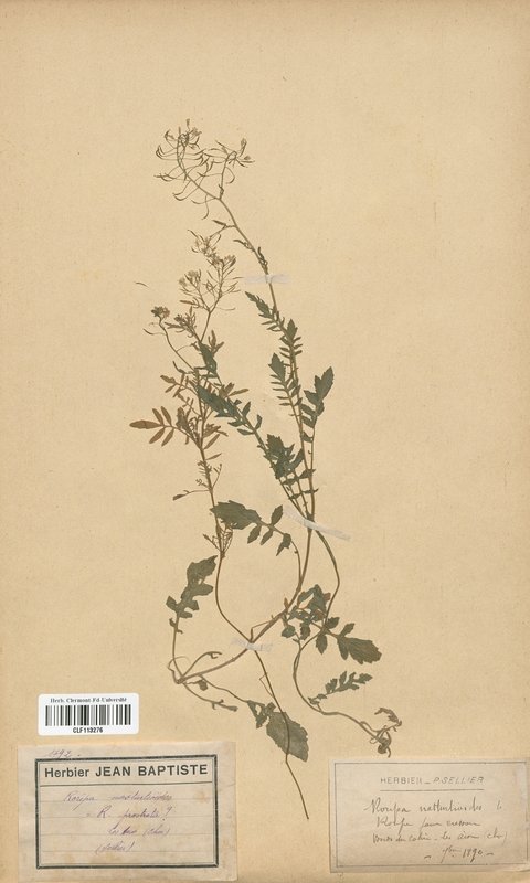 Rorippa nasturtioides (Brassicaceae)