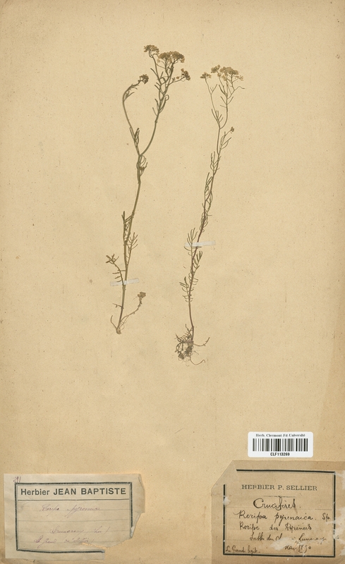 Rorippa pyrenaica (Brassicaceae)