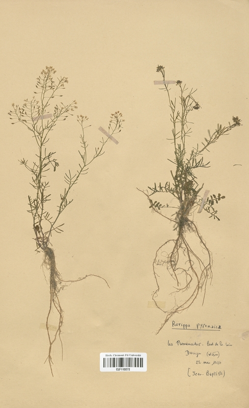 Rorippa pyrenaica (Brassicaceae)