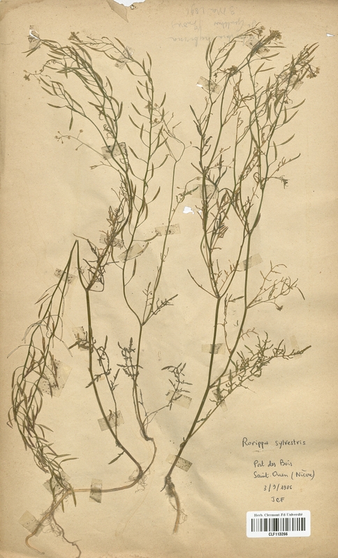 Rorippa sylvestris (Brassicaceae)