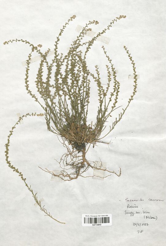Sesamoides canescens (Resedaceae)