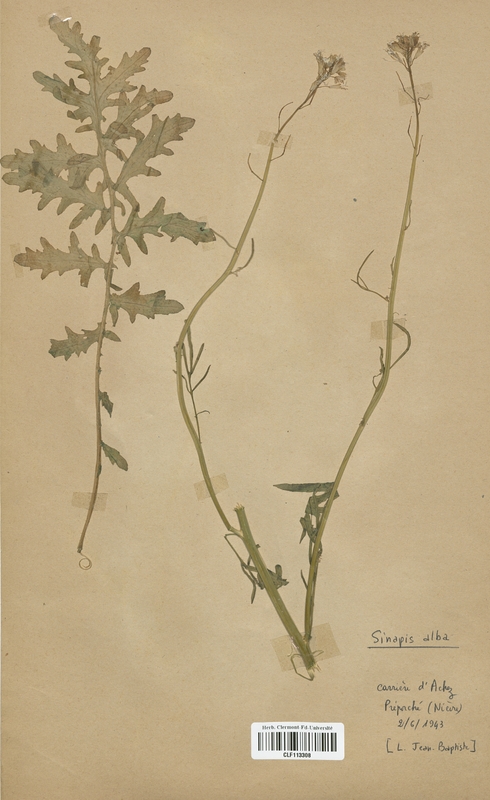Sinapis alba (Brassicaceae)