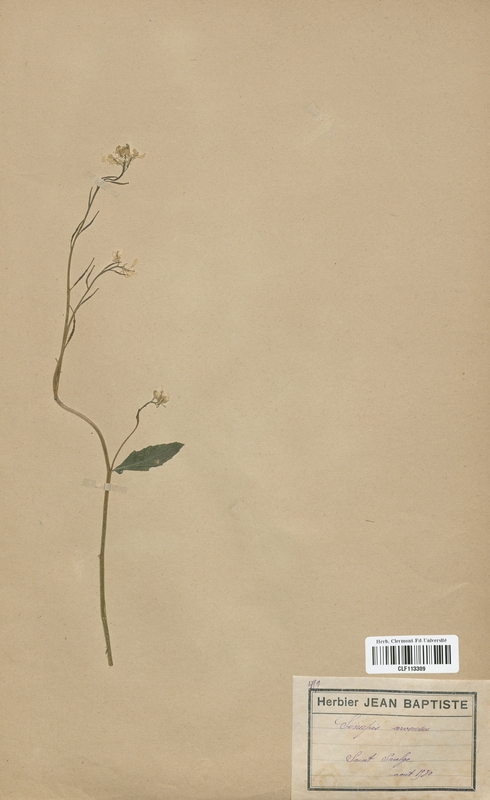 Sinapis arvensis (Brassicaceae)