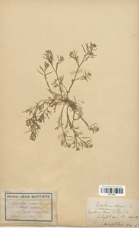 Sisymbrium asperum (Brassicaceae)