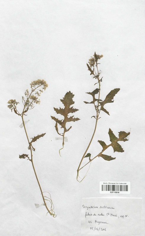 Sisymbrium austriacum (Brassicaceae)