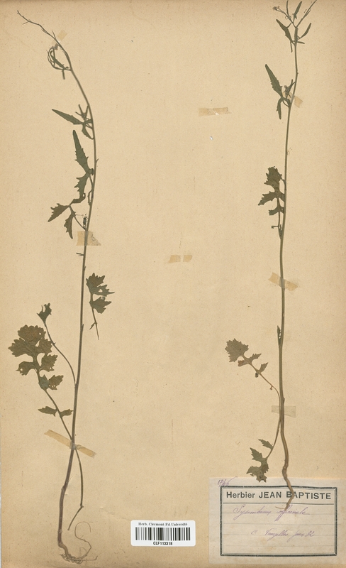 Sisymbrium officinale (Brassicaceae)