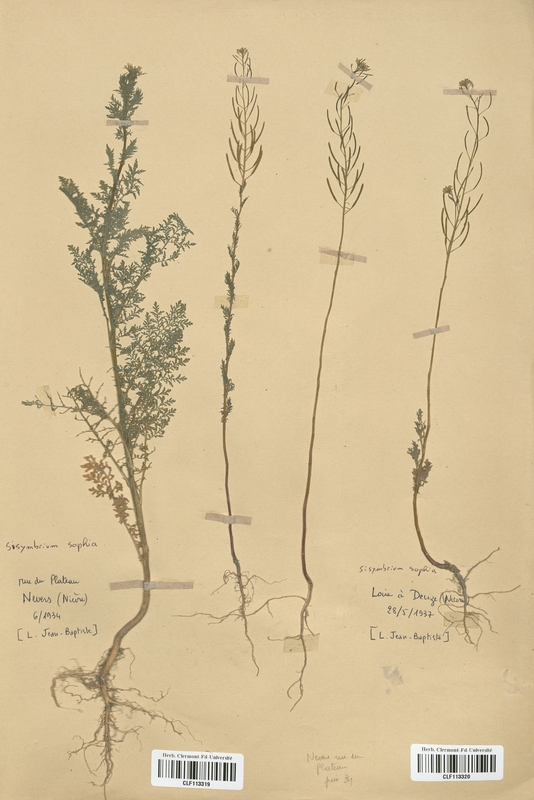 Sisymbrium sophia (Brassicaceae)