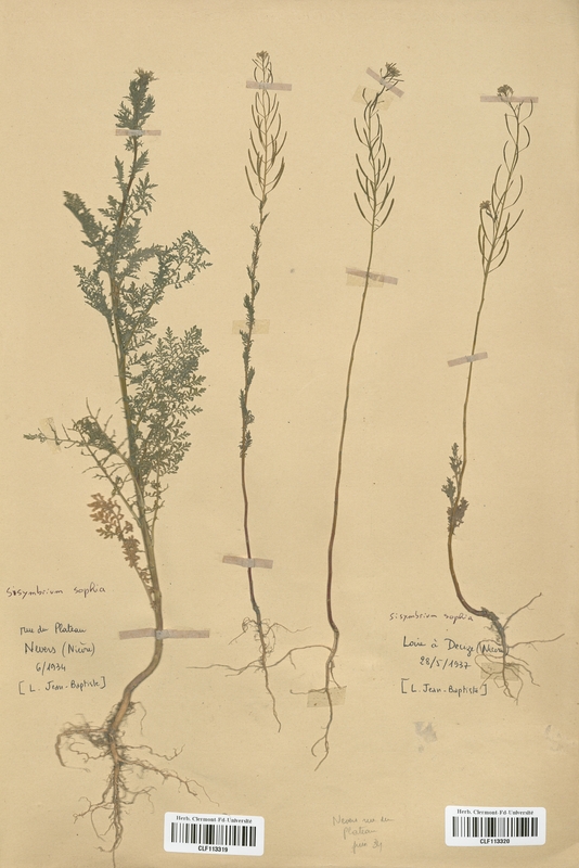 Sisymbrium sophia (Brassicaceae)