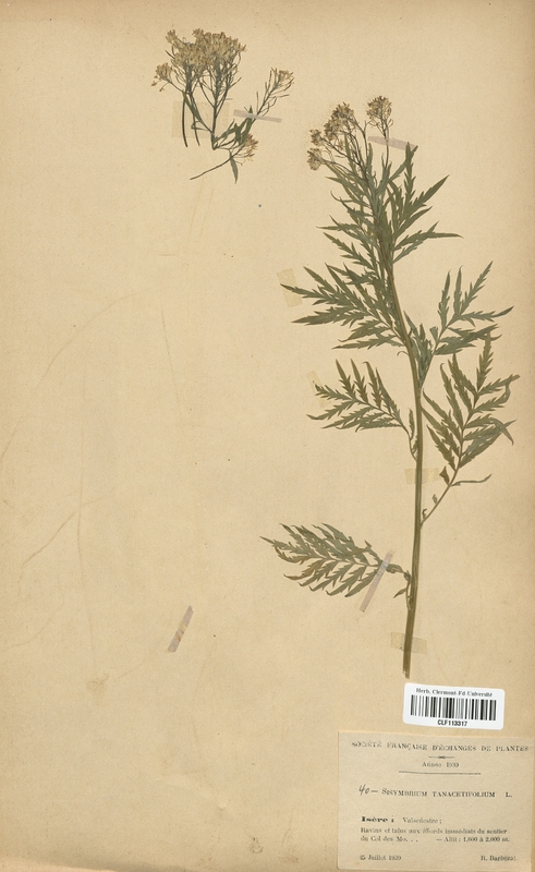 Sisymbrium tanacetifolium (Brassicaceae)