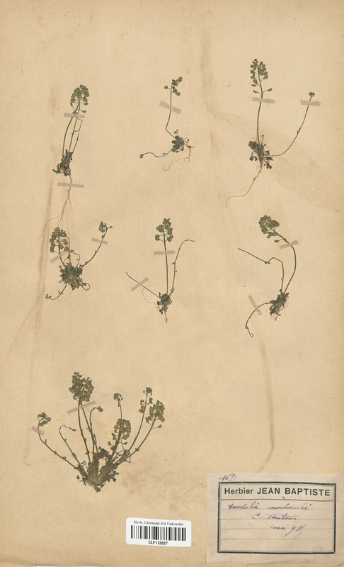 Teesdalia nudicaulis (Brassicaceae)
