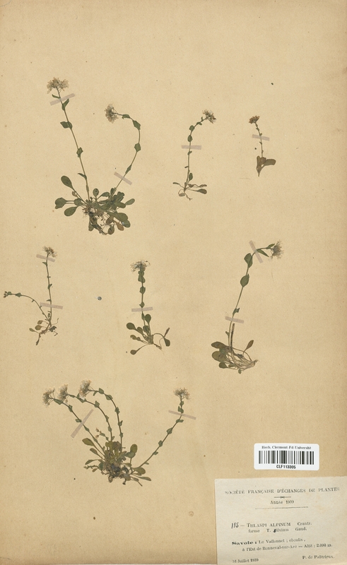Thlaspi alpinum silvium (Brassicaceae)