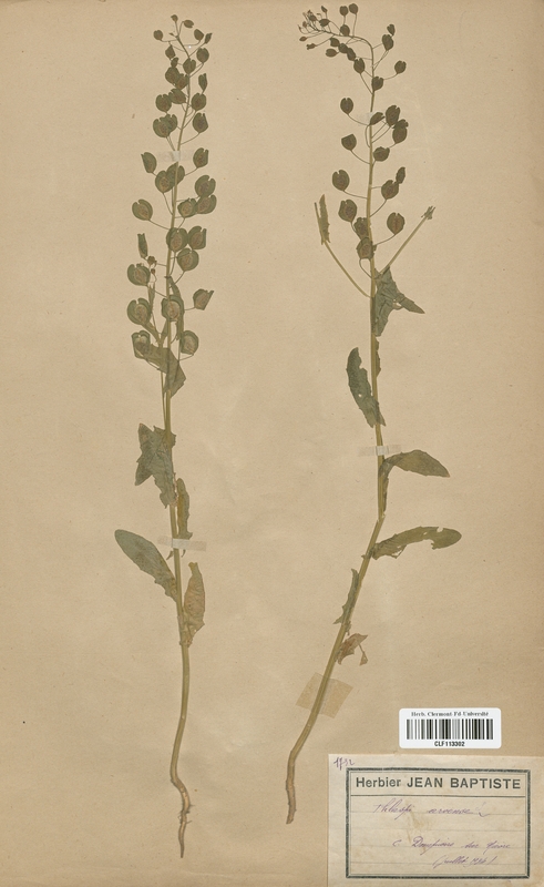 Thlaspi arvense (Brassicaceae)