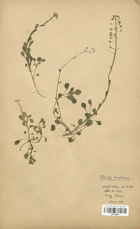 Thlaspi montanum (Brassicaceae)