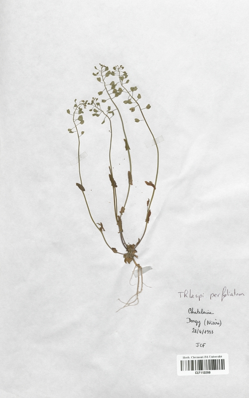 Thlaspi perfoliatum (Brassicaceae)