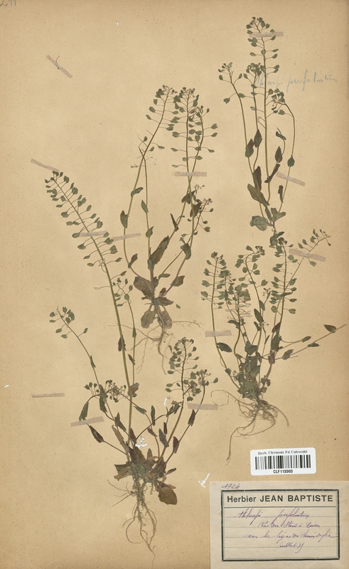 Thlaspi perfoliatum (Brassicaceae)