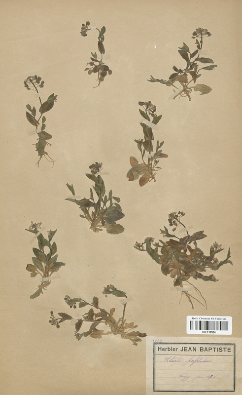 Thlaspi perfoliatum (Brassicaceae)