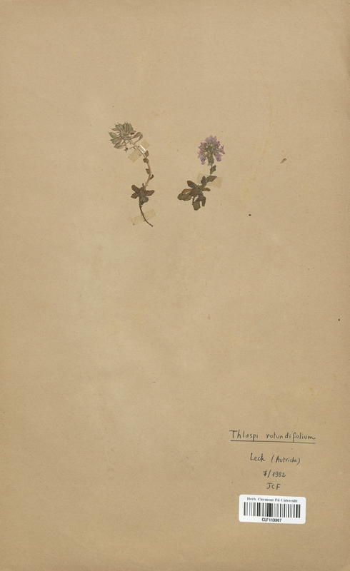 Thlaspi rotundifolium (Brassicaceae)