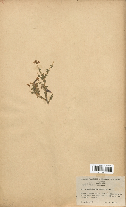 Adenocarpus boudyi (Fabaceae)