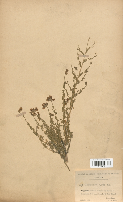 Adenocarpus faurei (Fabaceae)