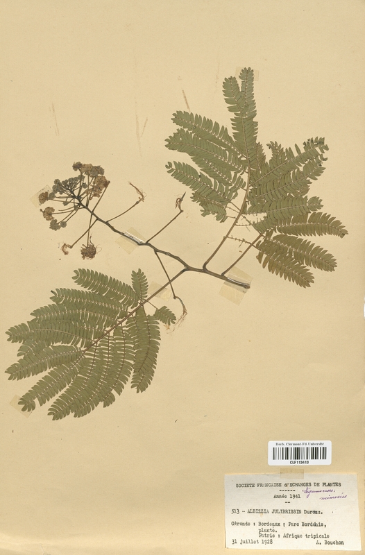 Albizzia julibrissin (Fabaceae)