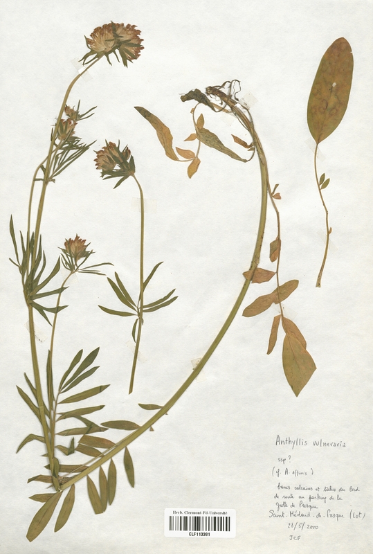 Anthyllis vulneraria (Fabaceae)