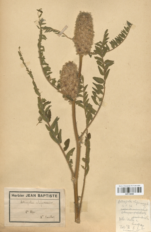 Astragalus alopecuroides (Fabaceae)