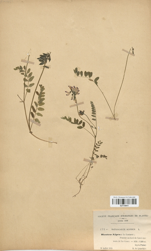 Astragalus alpinus (Fabaceae)