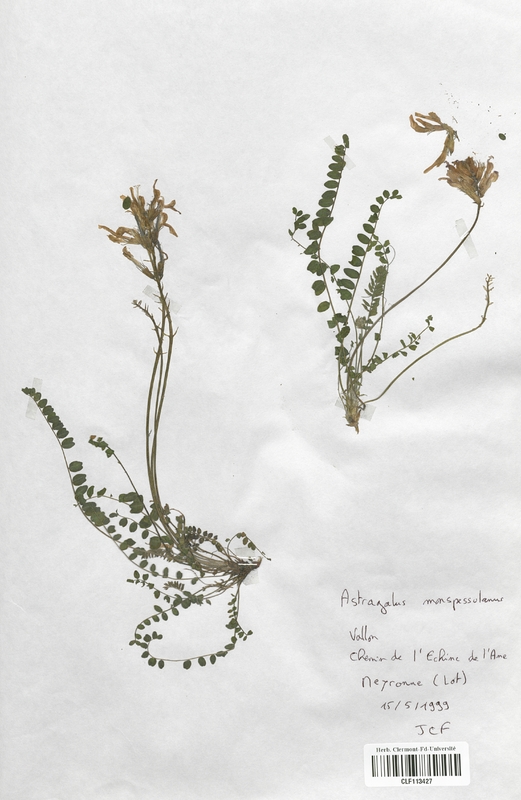 Astragalus monspessulanus (Fabaceae)