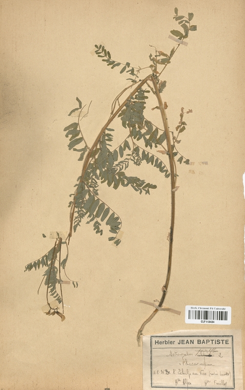 Astragalus penduliflorus (Fabaceae)