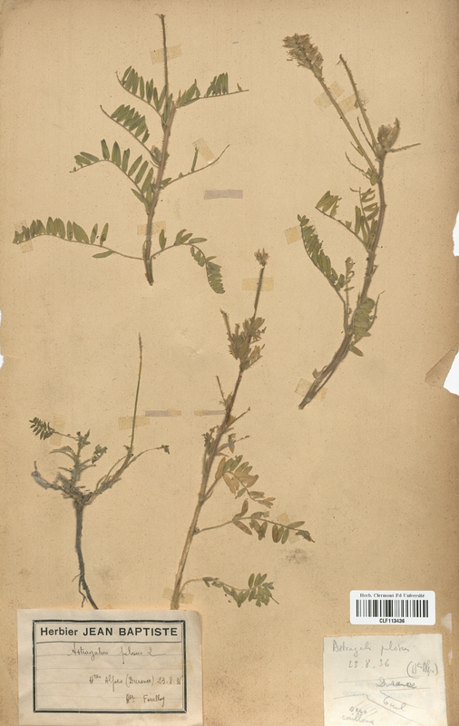 Astragalus pilosus (Fabaceae)