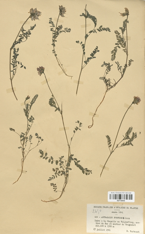 Astragalus purpureus (Fabaceae)