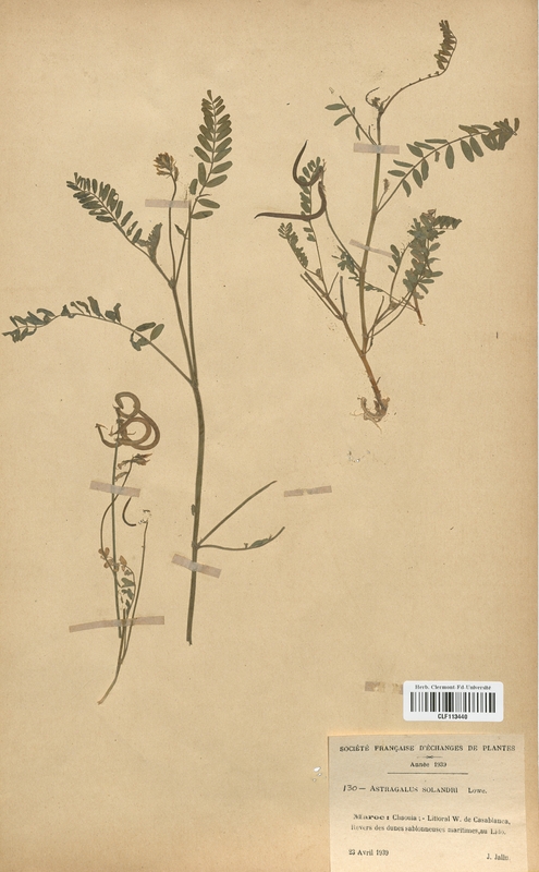 Astragalus solandri (Fabaceae)