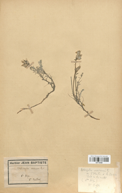 Astragalus vesicarius (Fabaceae)