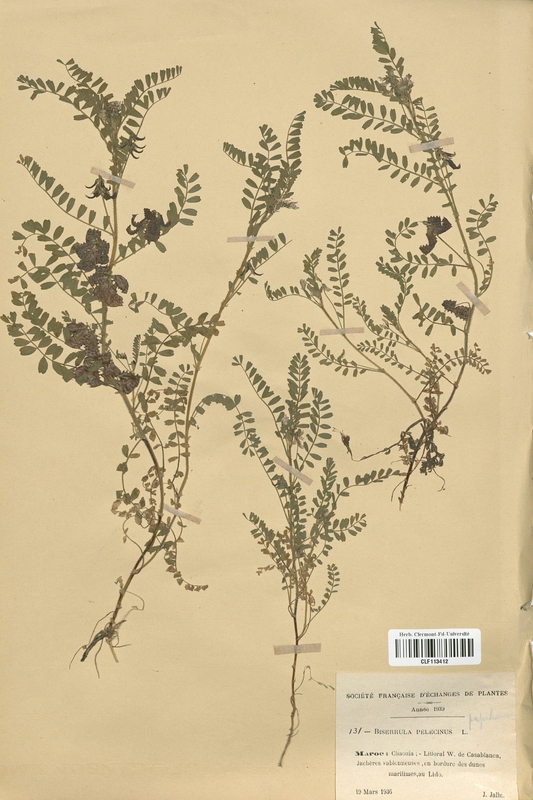 Biserrula pelecinus (Fabaceae)