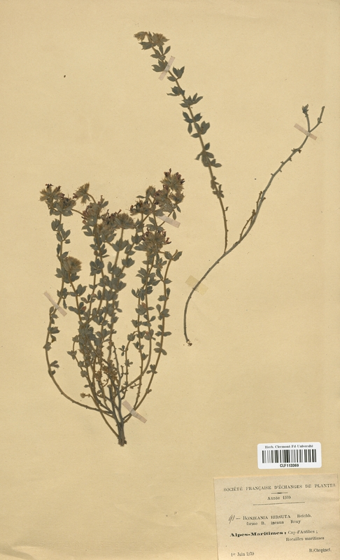 Bonjeania hirsuta (Fabaceae)