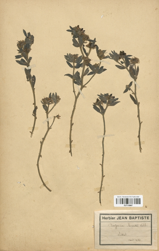 Bonjeania hirsuta (Fabaceae)