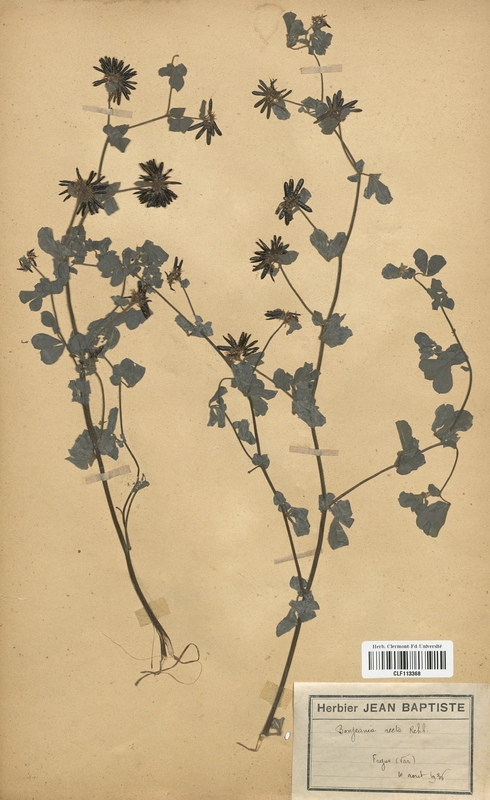 Bonjeania recta (Fabaceae)