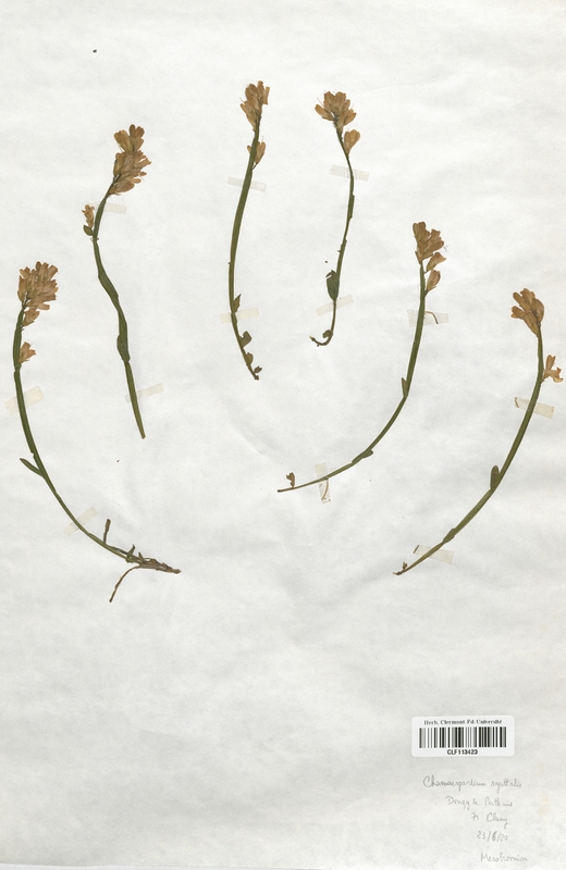 Chamaespartium sagittalis (Fabaceae)