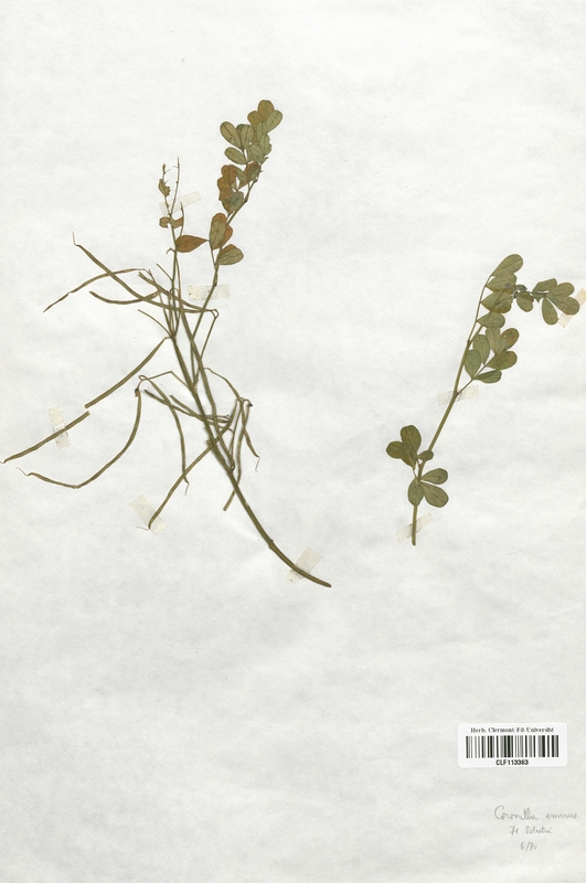 Coronilla emerus (Fabaceae)