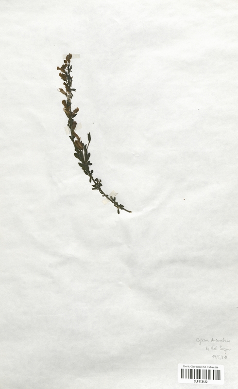 Cytisus decumbens (Fabaceae)