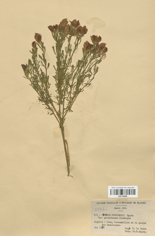 Cytisus fontanesii platycarpus (Fabaceae)