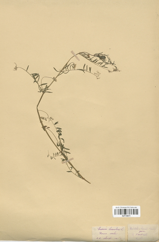 Ervum hirsutum (Fabaceae)
