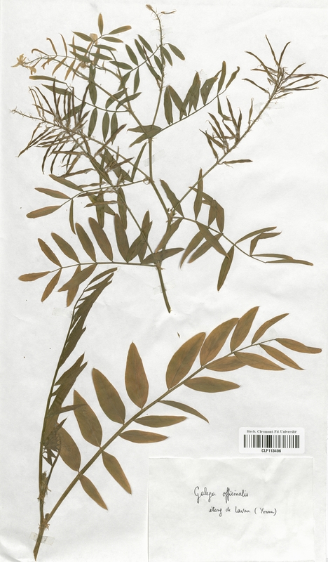 Gallega officinalis (Fabaceae)