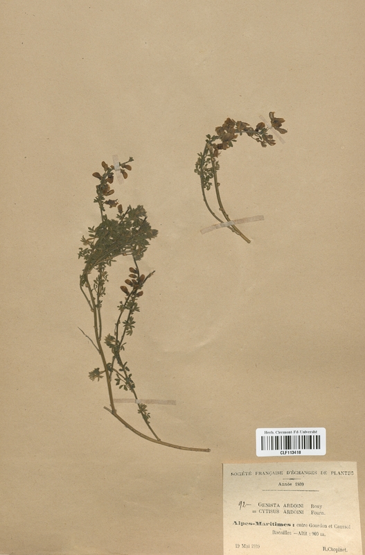 Genista ardoini (Fabaceae)